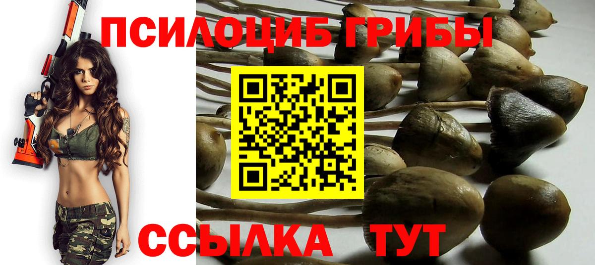 Малгобек  Галлюциногенные грибы Cubensis  Вход с VPN 